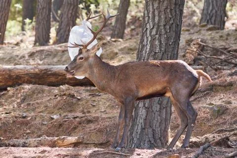 Deer with a plastic bag hooked on its antlers in Marbella. Spain Stock Photos