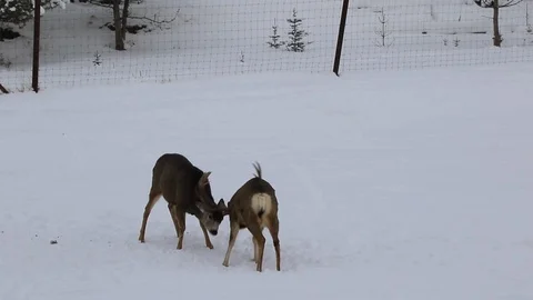 Deer playing and fighting Stock Footage 127054494