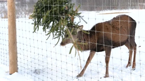 Deer playing with christmas tree in winter Video stock 147013223