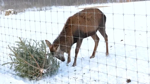 Deer playing with christmas tree in winter Stock Footage 147013290