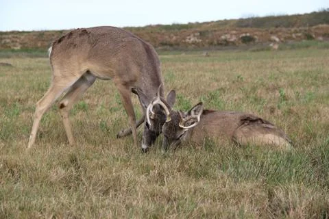 Deer playing Stock Photos