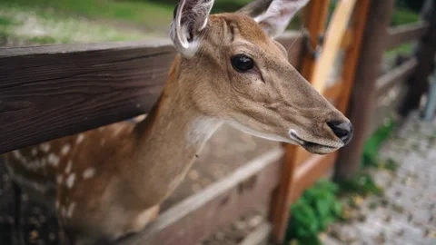 The deer poked its head out from behind the wooden fence Stock Footage 344898735