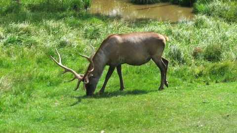 Deer by the pond Видео 159722797