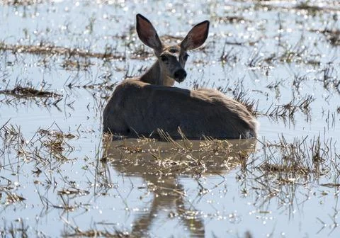 Deer in Pond Stock Photos