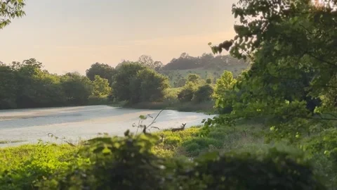 Deer by a pond on a summer evening in central Kentucky Stock Footage 311949567