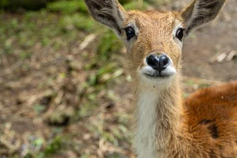 Deer Portrait: Close-up of a Young Deer Looking at Camera in Forest. Stock Photos