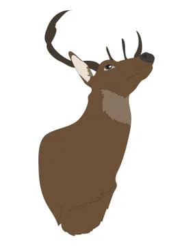 Deer portrait, color drawing vector Stock Illustration
