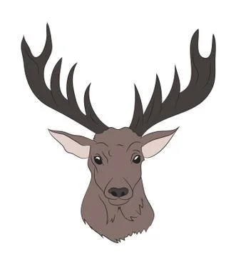 Deer portrait, color drawing vector Stock Illustration
