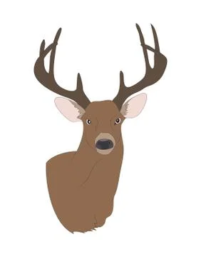 Deer portrait, color drawing vector Stock Illustration