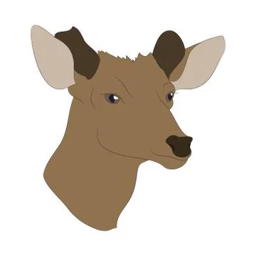 Deer portrait, color drawing vector Stock Illustration