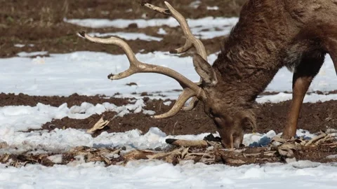 Deer portrait, deer eating Stock Footage 242729150