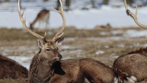 Deer portrait Stock Footage 242487926