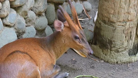 Deer portrait 스톡 동영상 265383428