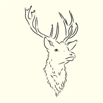 Deer portrait. Hand drawn vector illustration. Can be used separately from yo Stock Illustration
