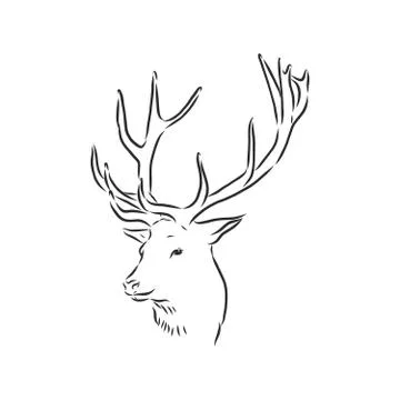 Deer portrait. Hand drawn vector illustration. Can be used separately from yo Stock Illustration