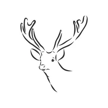 Deer portrait. Hand drawn vector illustration. Can be used separately from yo Stock Illustration