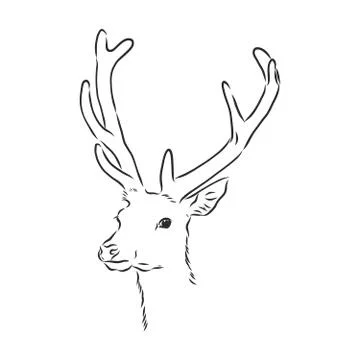 Deer portrait. Hand drawn vector illustration. Can be used separately from yo Stock Illustration