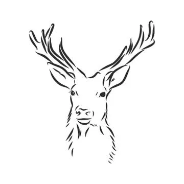 Deer portrait. Hand drawn vector illustration. Can be used separately from yo Stock Illustration