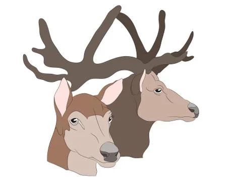 Deer portrait, vector Illustrazione stock