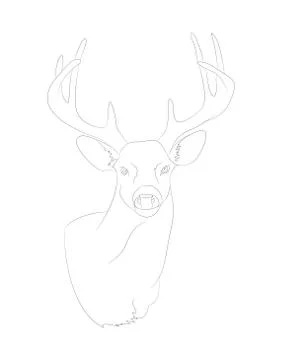 Deer portrait vector illustration, line drawing, vector Stock-Illustration
