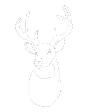 Deer portrait vector illustration, line drawing, vector Stock-Illustration