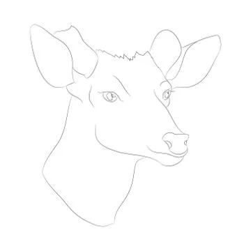 Deer portrait vector illustration, line drawing, vector Stock Illustration
