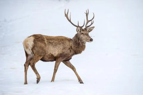Deer portrait while looking at you in winter time Stock Photos