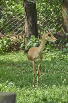A deer is posing Foto stock
