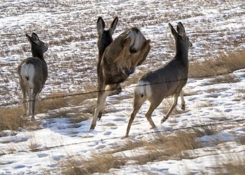 Deer in Prairies Stock Photos