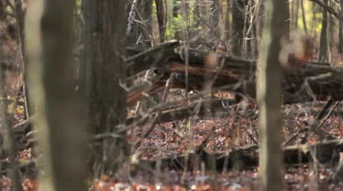 Deer prancing thru woods - fall season. Stock Footage 9533055