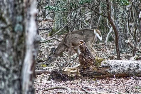 Deer Profile, Dense Forest 库存照片