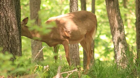 Deer profile in forest Stock Footage 49829252