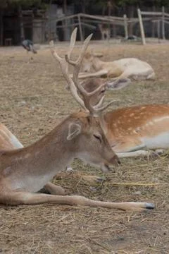 Deer profile. Stock Photos