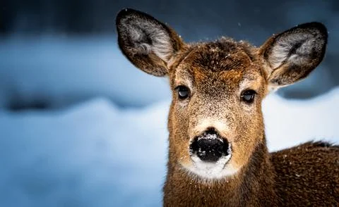 Deer protrait with open space on left side. Stock Photos