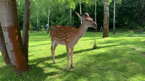 Deer in a public park Stockbeeldmateriaal 132072189