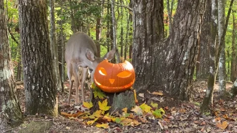 Deer Pumpkin &amp; Leaf Stock Footage 218455219