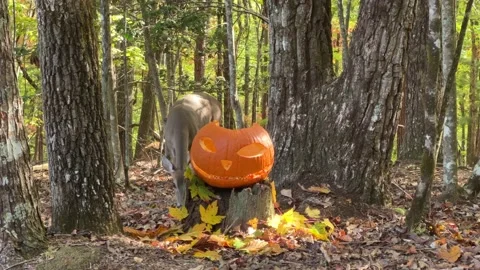 Deer &amp; Pumpkin In Woods Stock Footage 218455057