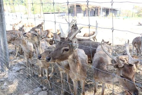 Deer pushes head through wire fence, showing curiosity Foto stock