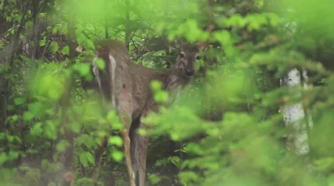 Deer in a rainy forest eating Stock Footage 40018448