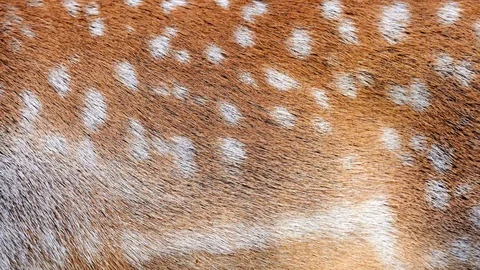 Deer real fur blowing on the wind. Close up macro shot of animal hair in slow Stock Footage 101866152