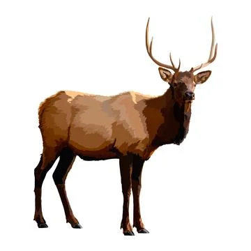 Deer realistic icon vector illustration wild animal. Stock Illustration