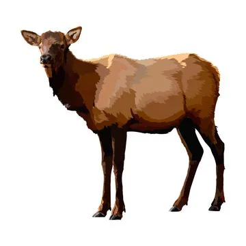 Deer realistic icon vector illustration wild animal. Stock Illustration