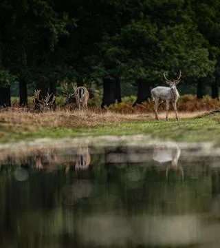 Deer Reflect Stock Photos