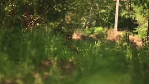 Deer relaxing Stock Footage 166513222