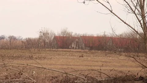 Deer relaxing Stock Footage 166892750