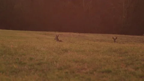 Deer relaxing Stock Footage 166897044