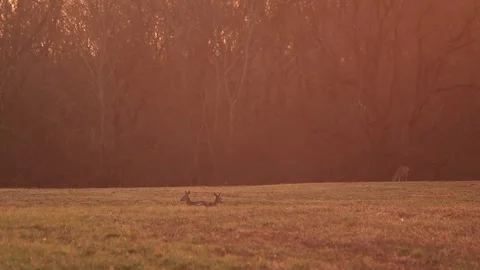 Deer relaxing Stock Footage 166897056