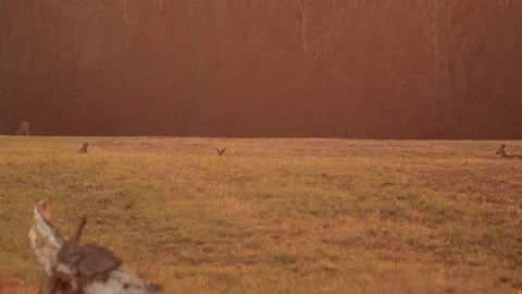 Deer relaxing Stock Footage 166897059