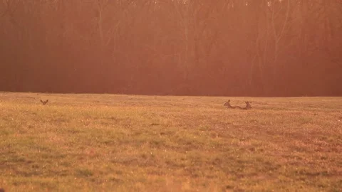 Deer relaxing Stock Footage 166897064