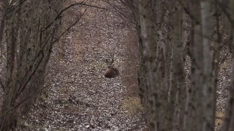 Deer relaxing in forest Stock Footage 167256452